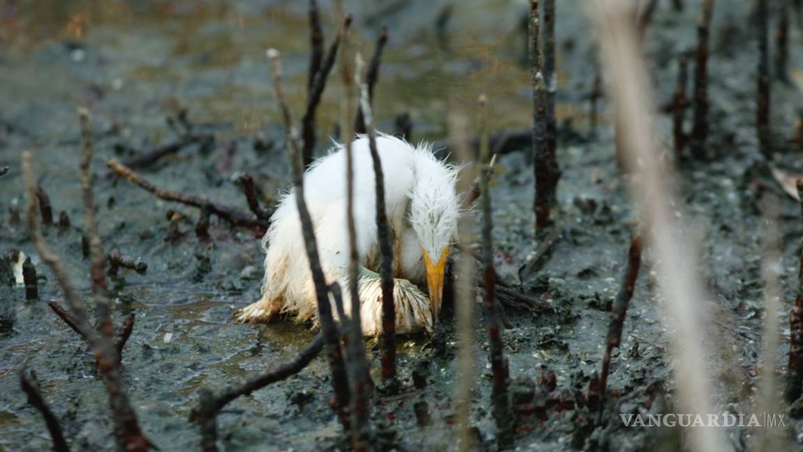 $!A 10 años de la explosión de la plataforma Deepwater Horizon la vida silvestre del Golfo de México sigue siendo afectada