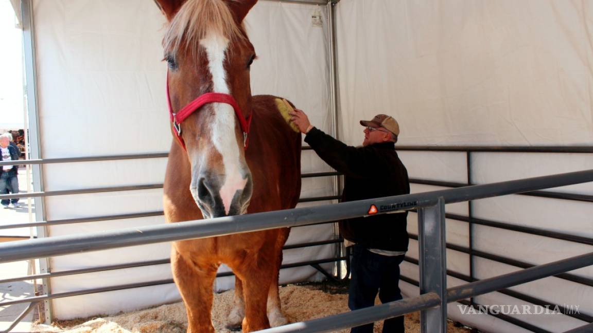 Big Jake, el caballo más alto del mundo, muere a los 20 años