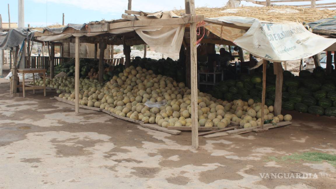 Rematan melón hasta en 2 pesos los productores de La Laguna