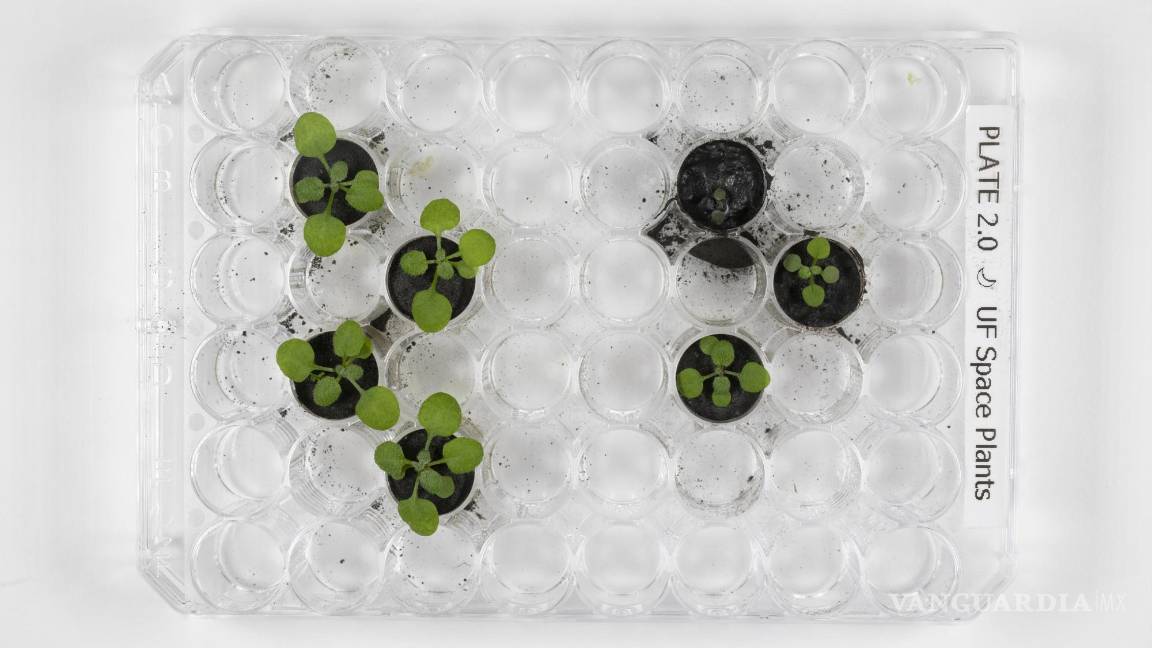 $!Plantas cultivadas en el simulador lunar (i) junto a las que crecieron en el suelo lunar (d) en el laboratorio de la institución en Gainesville, Florida (EU).