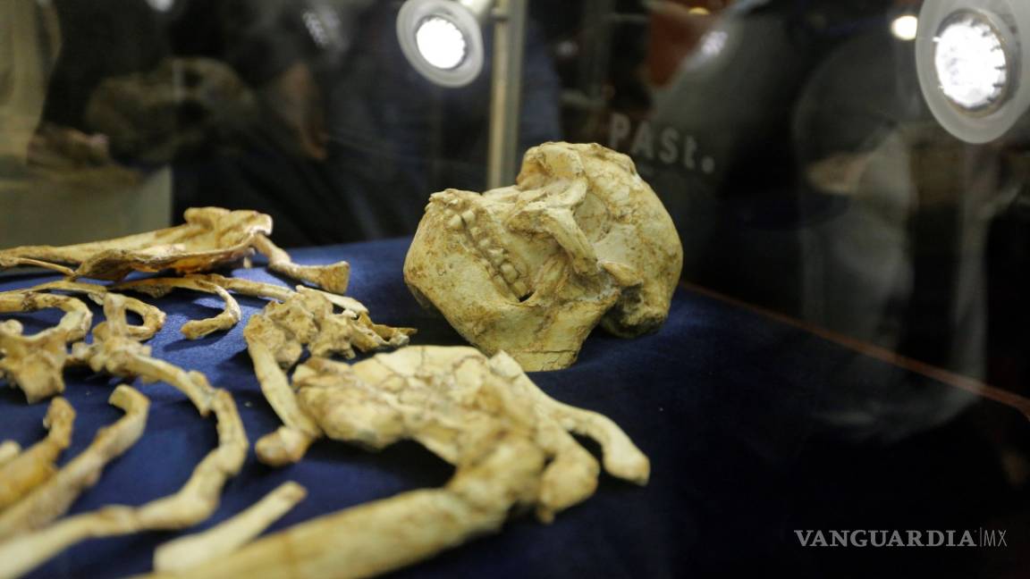 Descubren el esqueleto humano más completo 3.6 millones de años de antigüedad