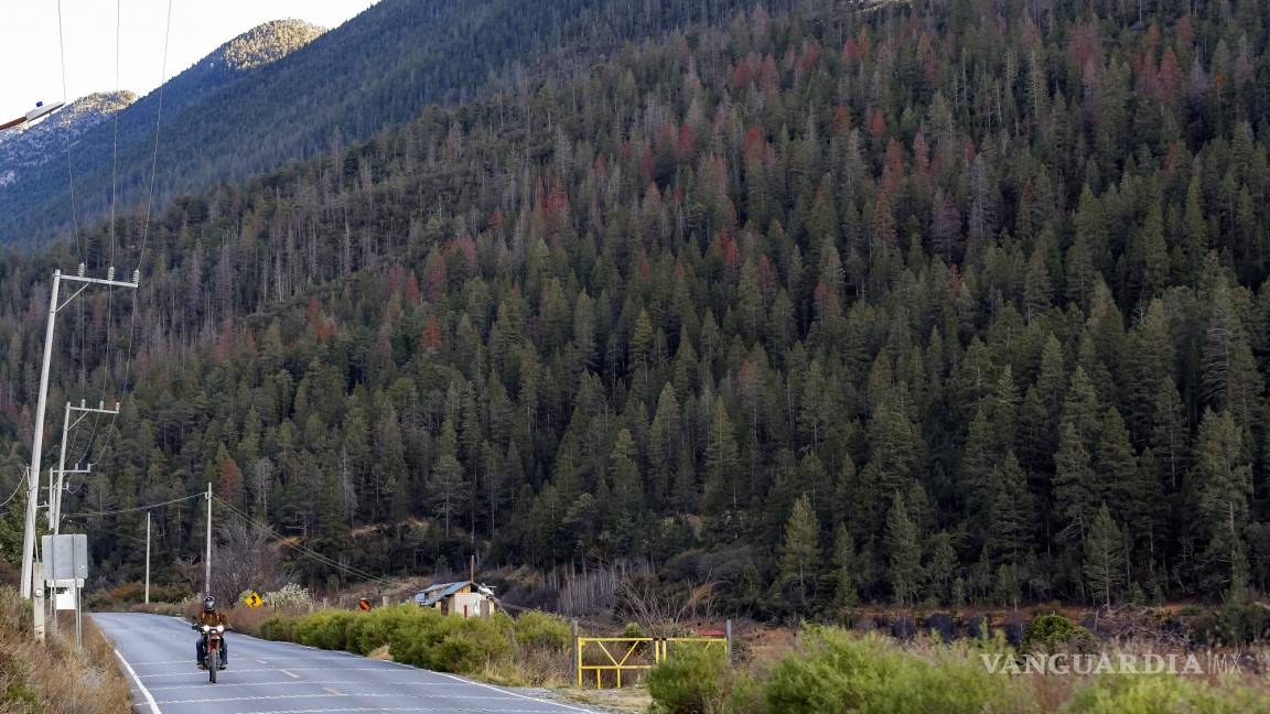 Se convierte Sierra de Arteaga en un polvorín para incendios: experto