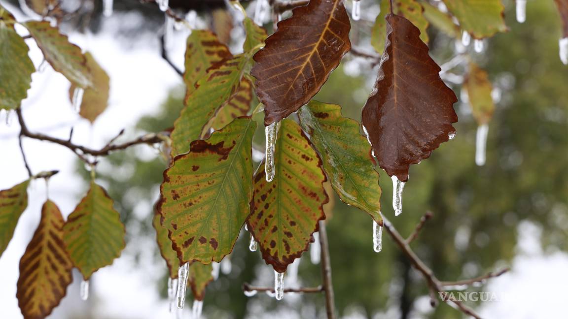 $!El follaje de plazas y parques del sur de la ciudad, amaneció cubierto con una capa de hielo.