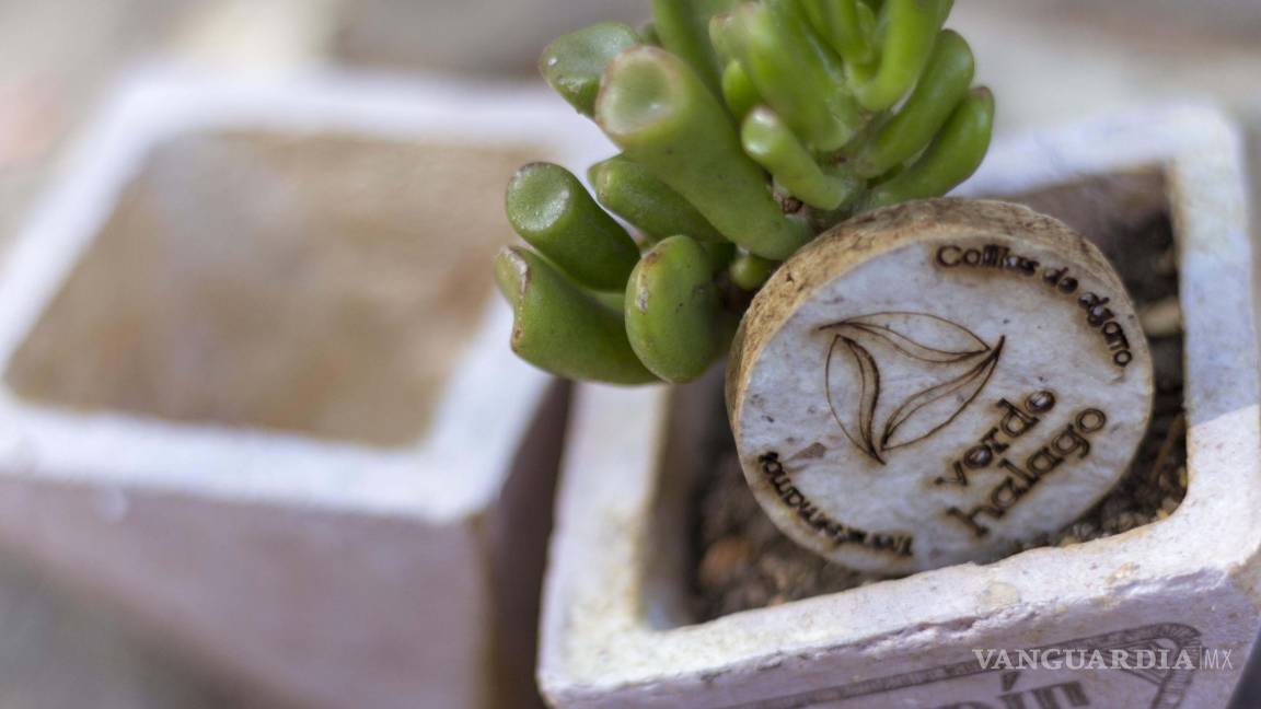 $!Esfuerzo mexicano: Reciclan colillas para cultivar plantas