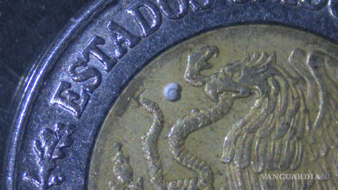 $!El caracol más pequeño del mundo, descubierto en el arroyo Los Chorros, enfrenta amenazas por contaminación y actividades humanas.
