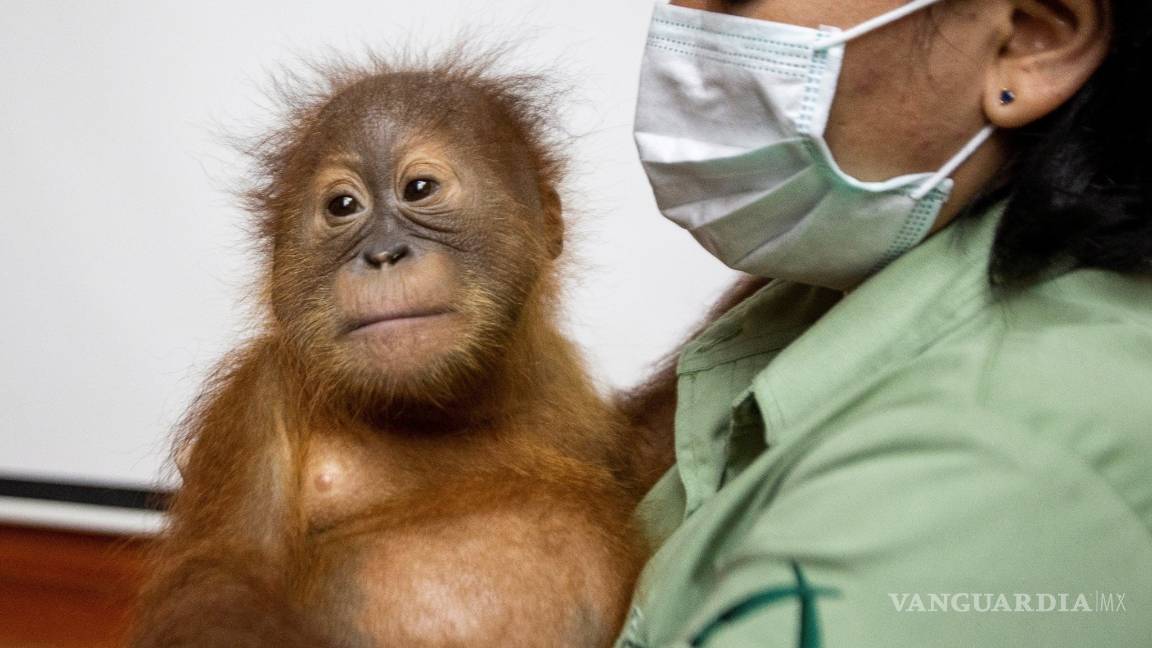 $!¡Increible!, policía de indonesia descubre una cría de orangután en una maleta en el aeropuerto de Bali
