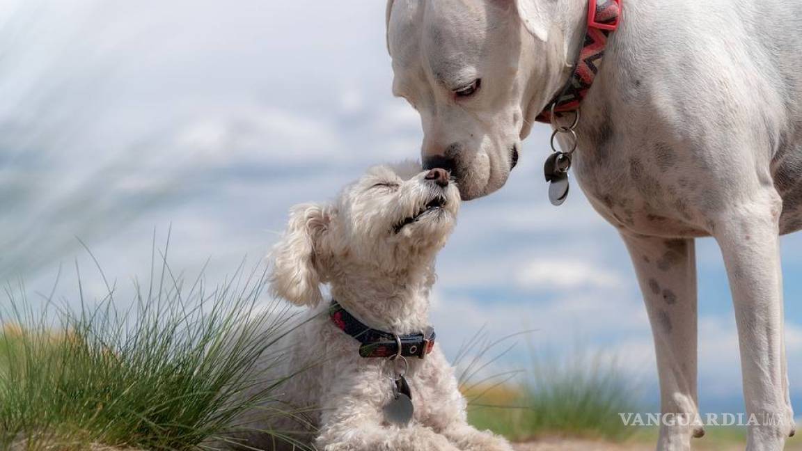 Científicos descubren complejidad en emociones de los animales