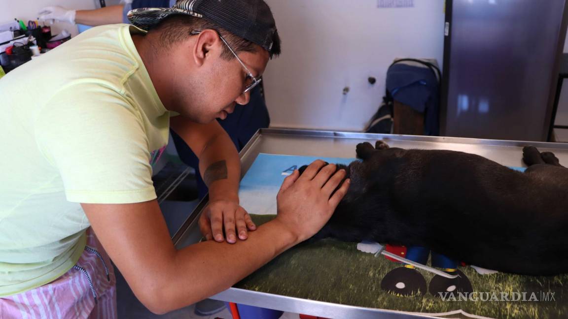 Especialistas en Saltillo, afirman que la eutanasia es la mejor opción para mascotas sin esperanza de vida