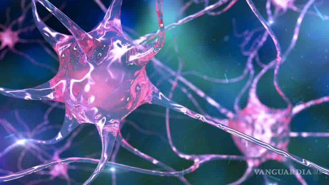 Descubren una regeneración extraordinaria de neuronas dañadas