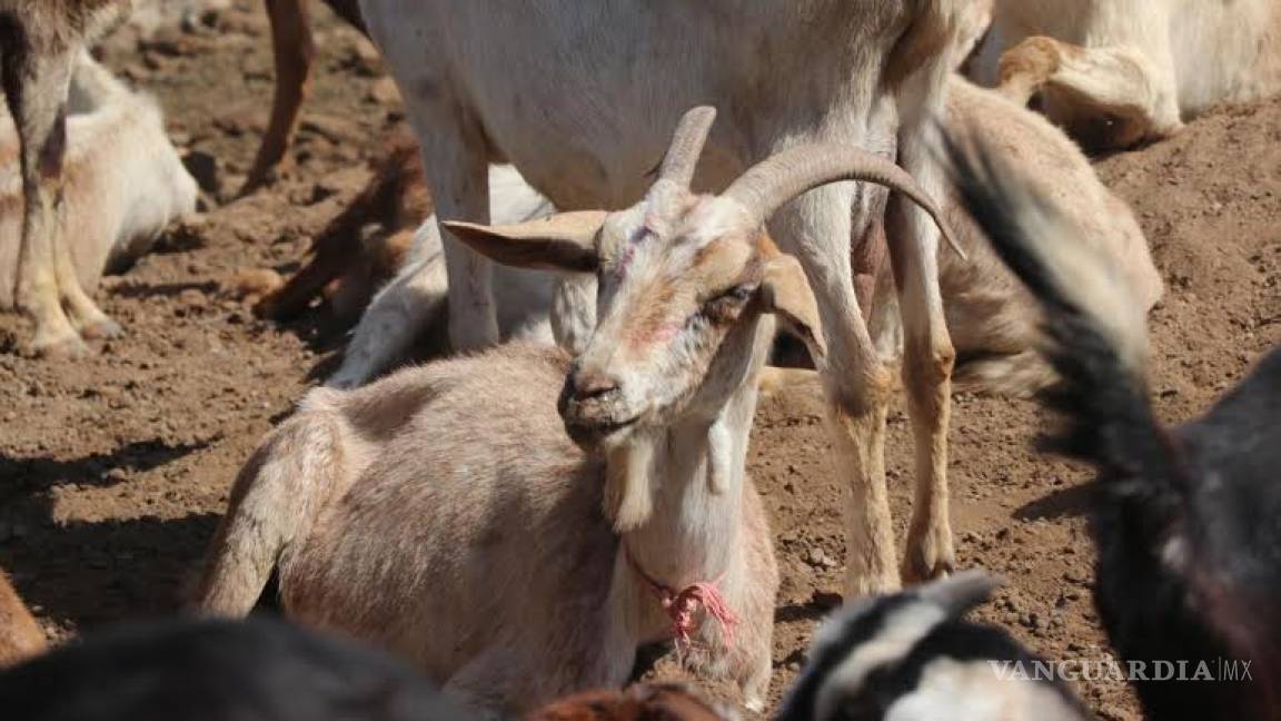 Arranca el programa de Sanidad Animal Rural en La Laguna