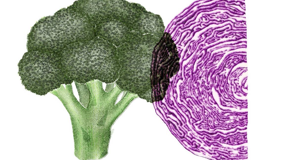 $!Muchos estudios sobre nutrición dependen de que las personas recuerden con exactitud lo que consumieron hasta hace un año.