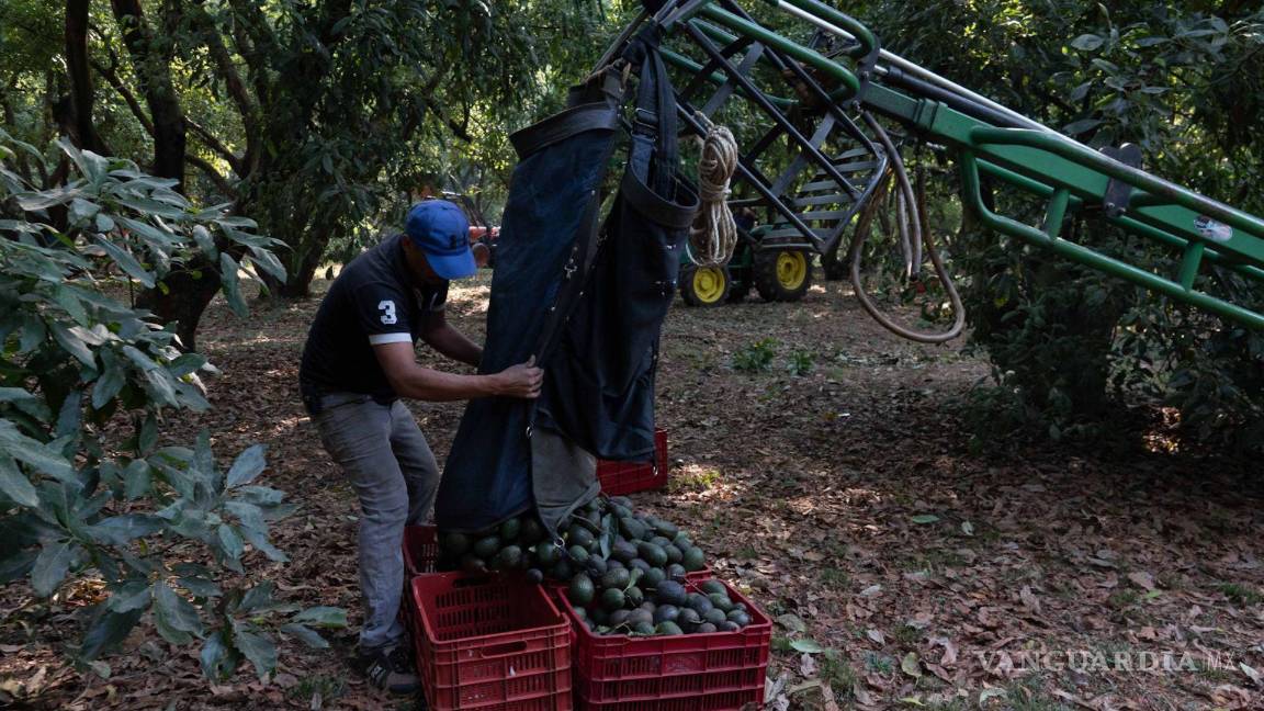 $!Trabajadores recolectan en tractores aguacates orgánicos hass durante la cosecha en Tancítaro, Michoacán.