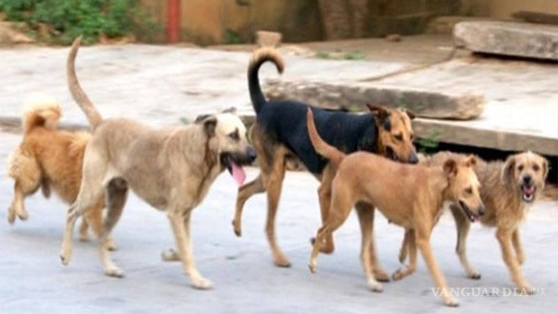 Defensores de animales que se harían cargo de los 16 perros de la llamada “jauría de Brisas, ya no pasaron a recogerlos y serían sacrificados