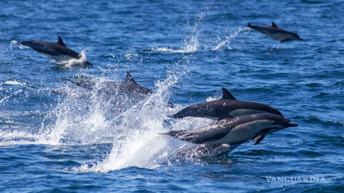 Capt. Dave's Whale Watching Safari Avista una estampida de unos 300 delfines en California