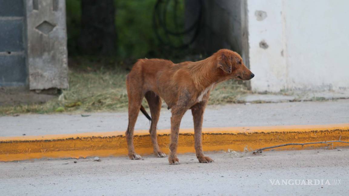 En Acuña aplicarán sanciones a dueños de perros que anden en la calle