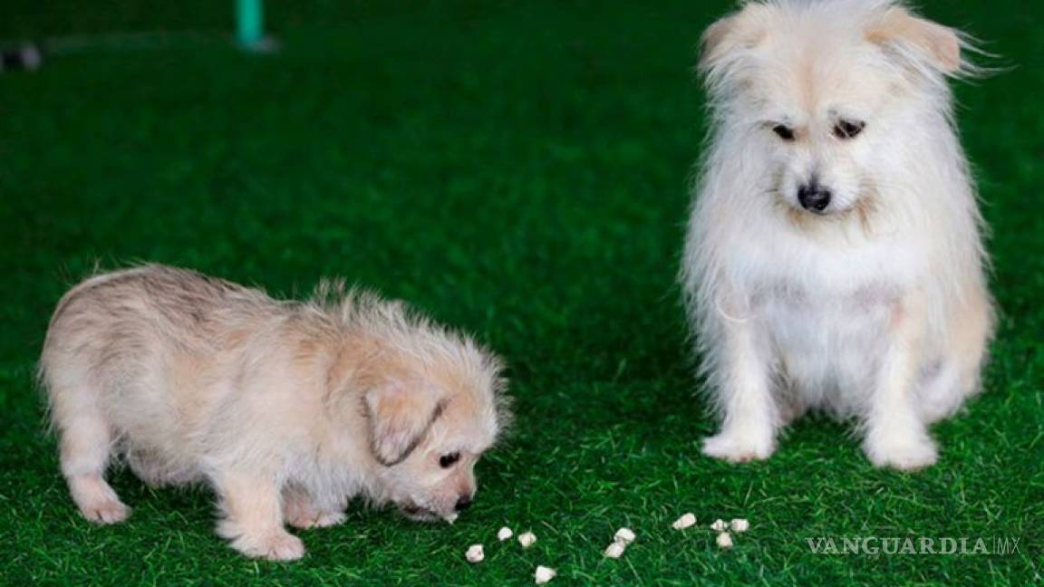 Logran clonar a un famoso perro en China