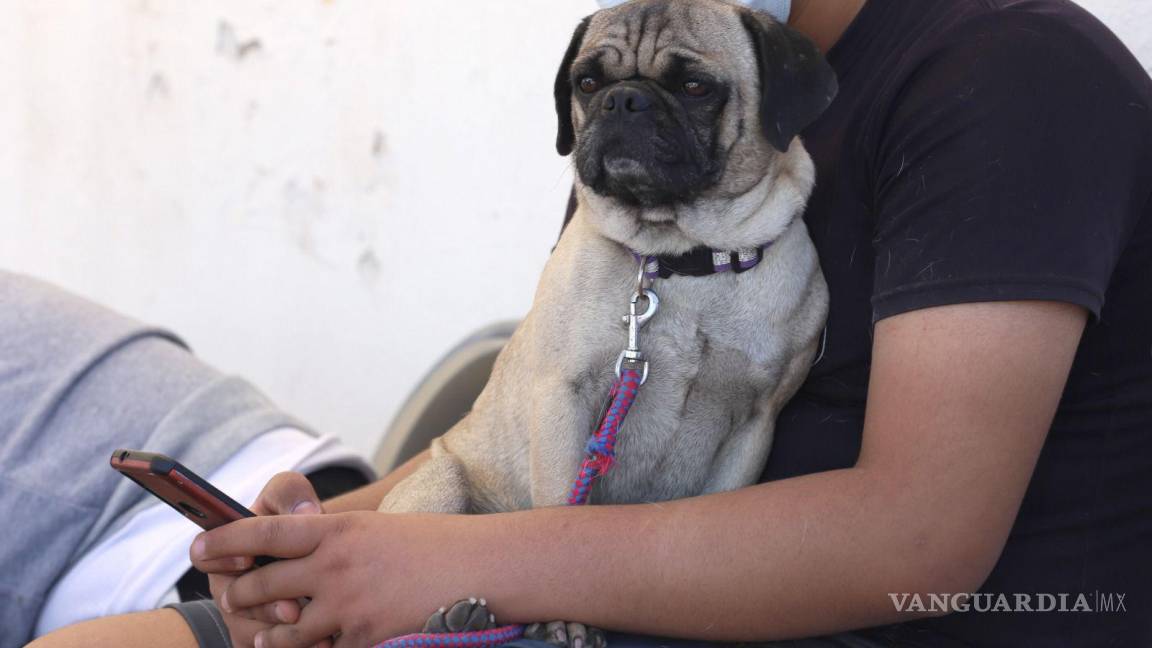 Invita Municipio de Saltillo a esterilizar a tus mascotas a un bajo costo
