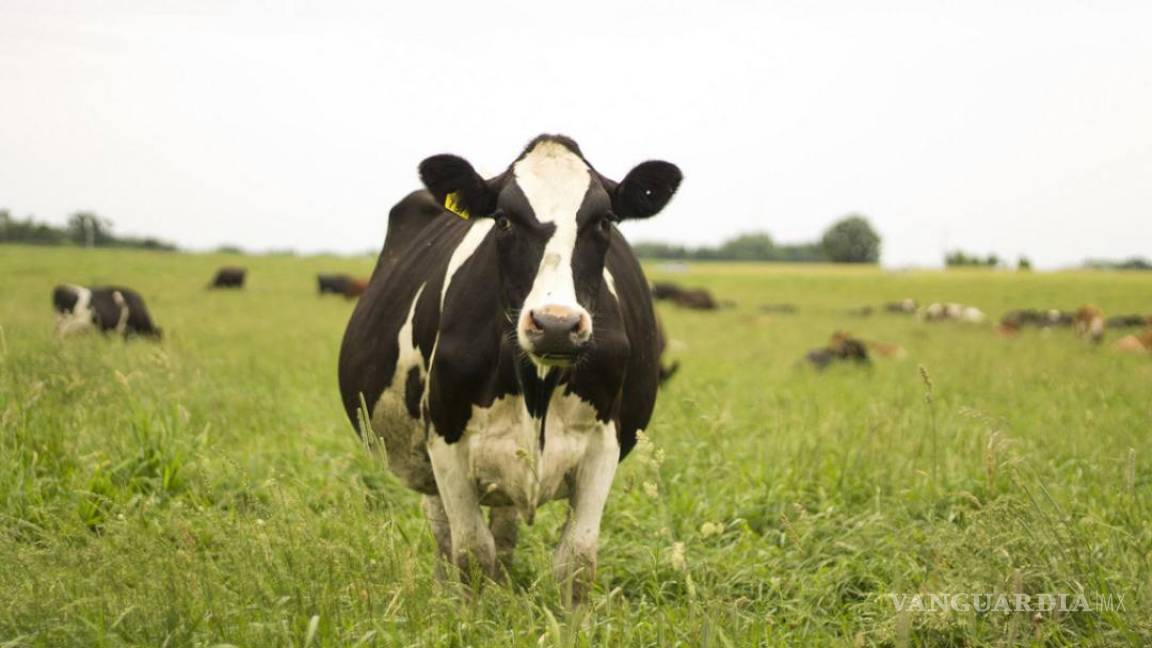 $!Antibióticos aumentan emisión de metano de estiércol vacuno: Estudio