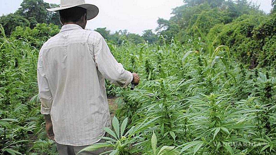 $!México traerá desde EU marihuana medicinal, mientras aquí se encierra a campesinos que la siembran