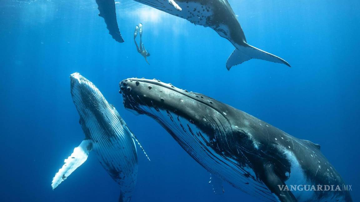 ¿Qué hace que canten las ballenas barbadas?, un equipo internacional de investigadores lo descubre