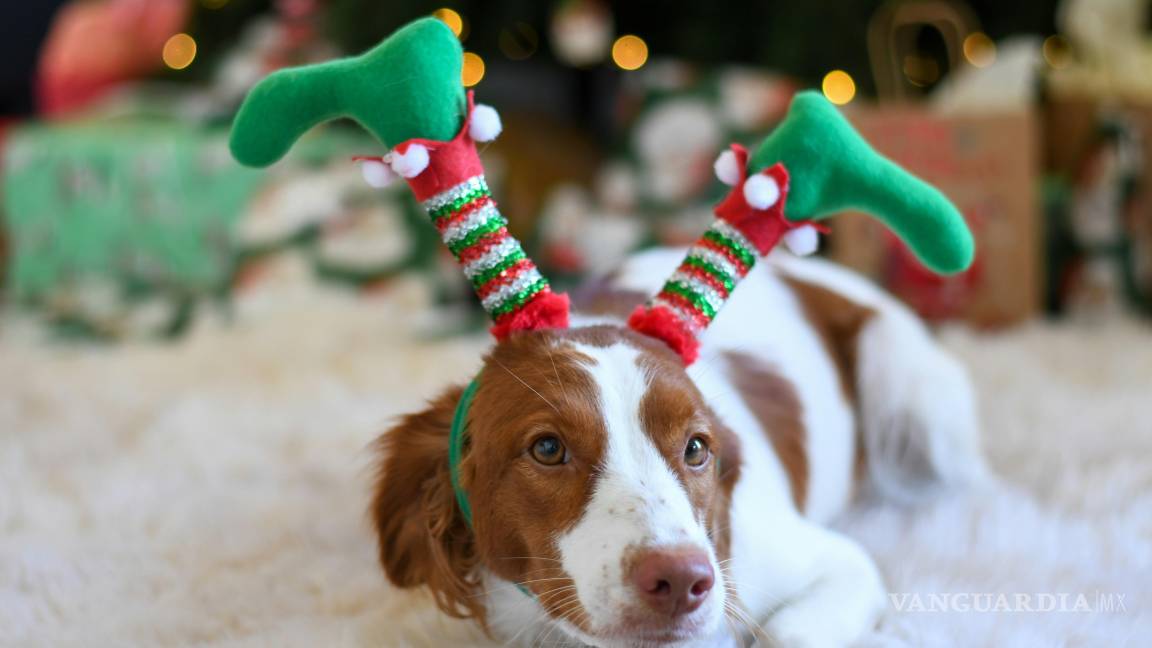 $!Lo que para las personas es un festín puede convertirse en un riesgo serio para la salud de los perros.