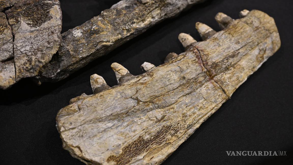 $!El Museo del Desierto planea exhibir el fósil junto con una réplica en verano.