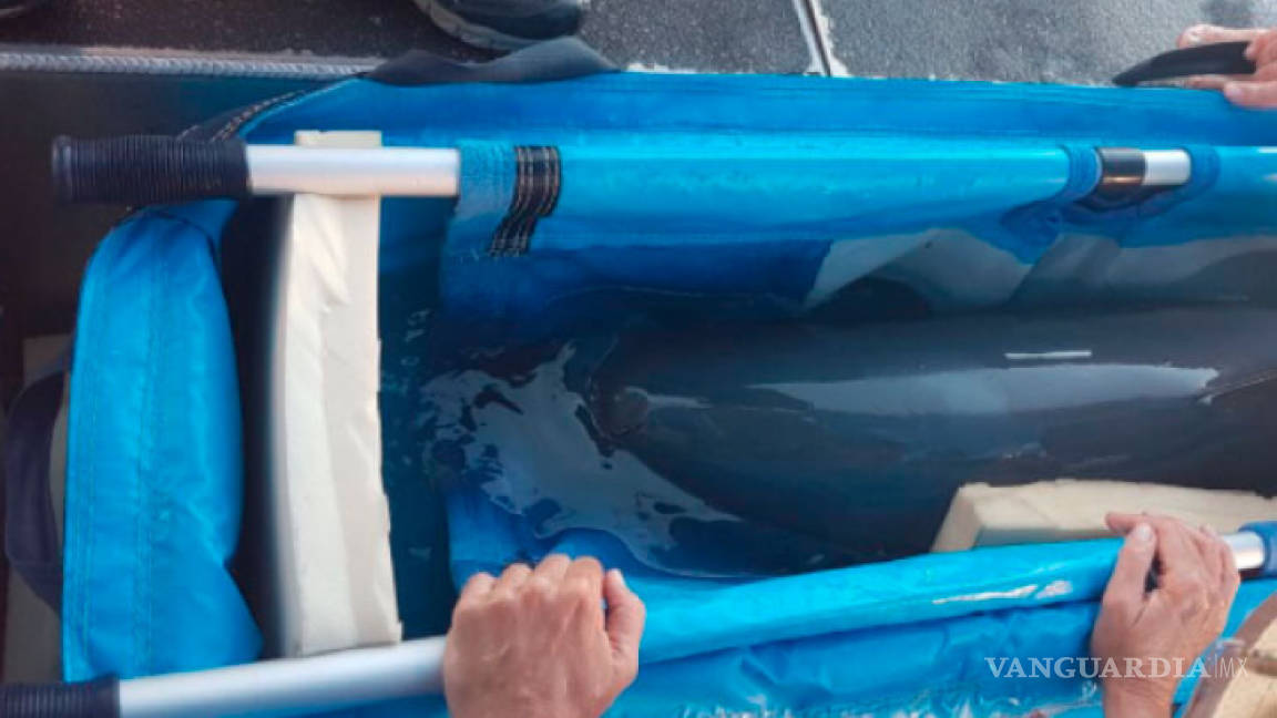 Piden a México parar rescate de vaquita marina; ni una más debe ponerse en riesgo