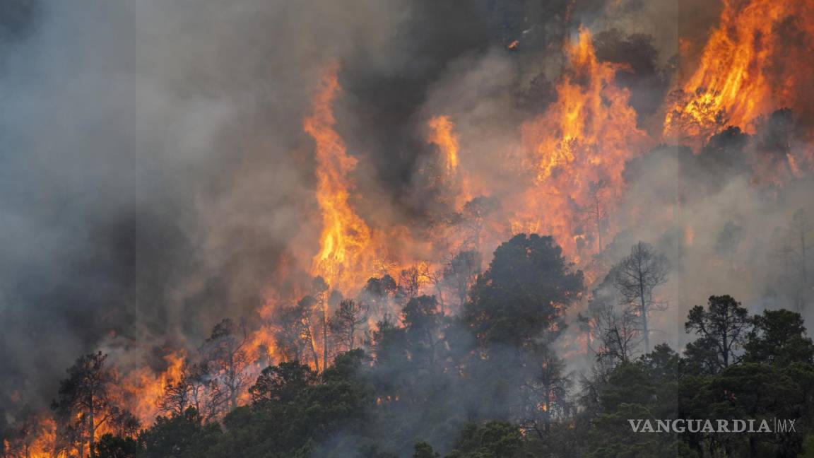 Pide PRI Coahuila utilizar ‘Sembrando Vida’ para reforestar áreas boscosas afectadas por incendios
