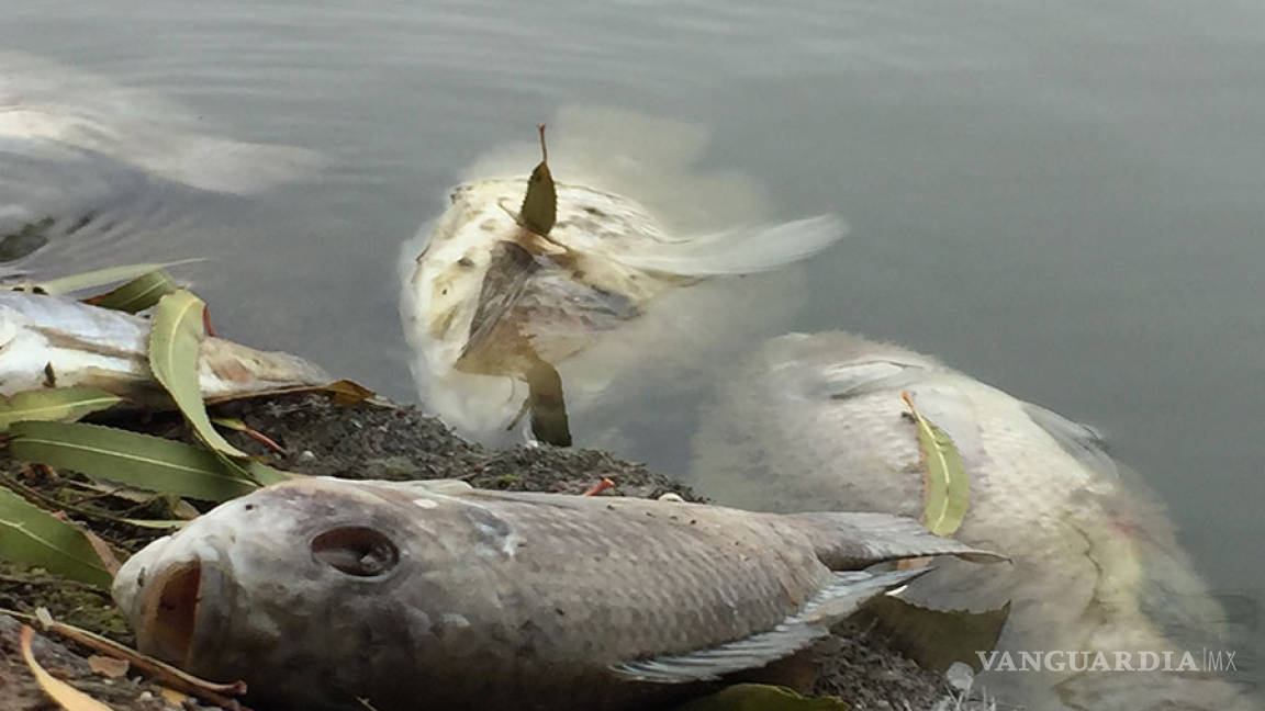 Mueren cientos de peces en lago de la Ciudad Deportiva de Saltillo