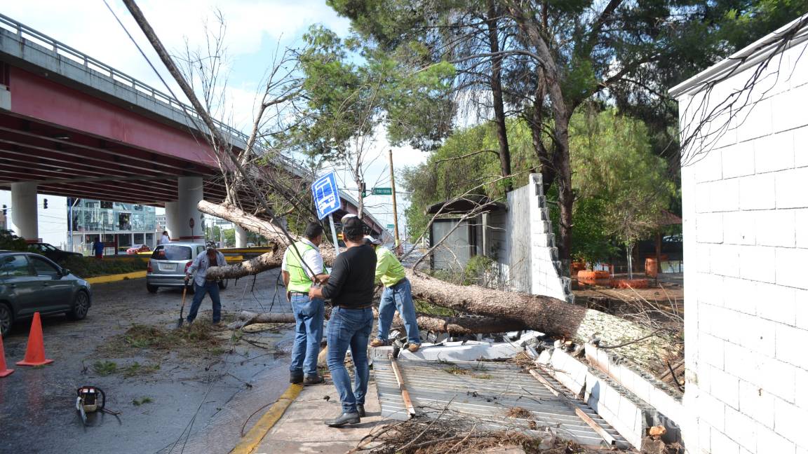 $!Tromba causa caos en norte de Saltillo; caen árboles y panorámicos