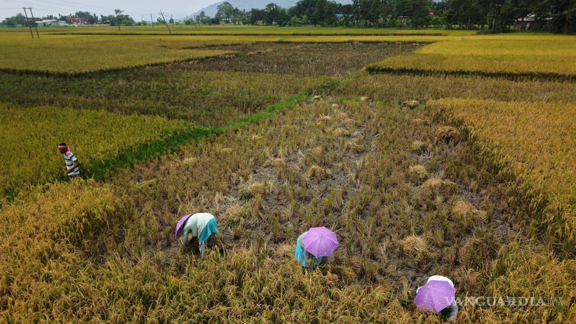 $!La mitad de la población mundial está siendo privada de alimentos adecuados, un ambiente saludable o un trabajo decente en el sistema alimentario.