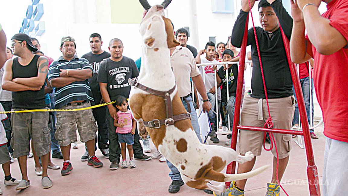 $!Perros, ¿la mascota ideal?, tan leal como enemigo