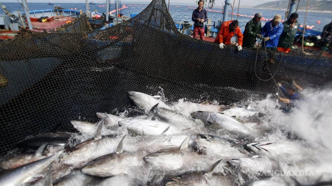 Fallo de OMC respecto al etiquetado del atún no reconoce las prácticas de México: SE