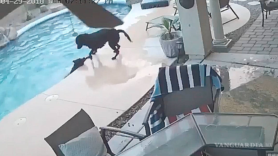 Perro salvó así a otro de morir ahogado (video)