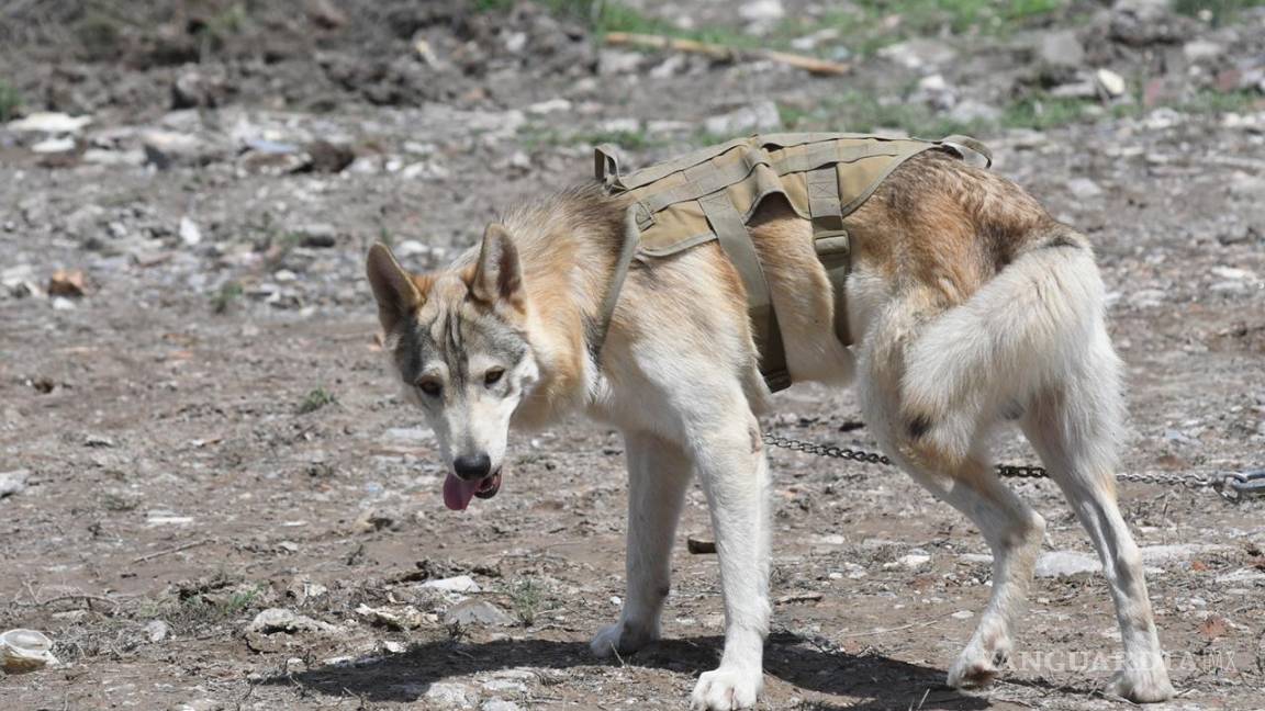 $!Baloc, el lobo mexicano que busca a Lluvia Estefanía en Ramos Arizpe