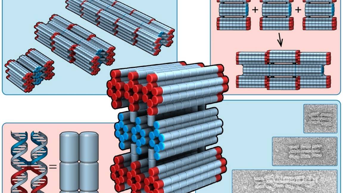 $!Nanobots, robots de ADN que permitirán curar heridas, desobstruir arterias y administrar medicamentos