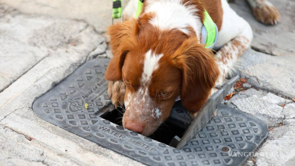 Utiliza Aguas de Saltillo a can amaestrado para detectar fugas de agua bajo tierra (Video)