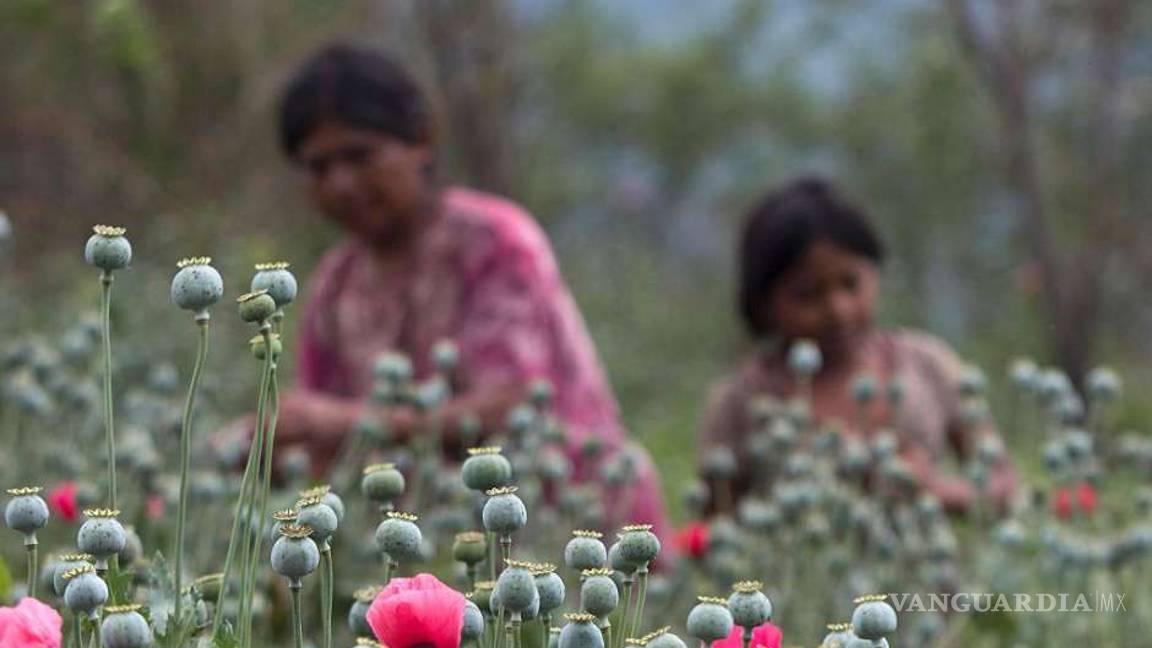 $!Control de plantíos de amapola provoca éxodo en Guerrero