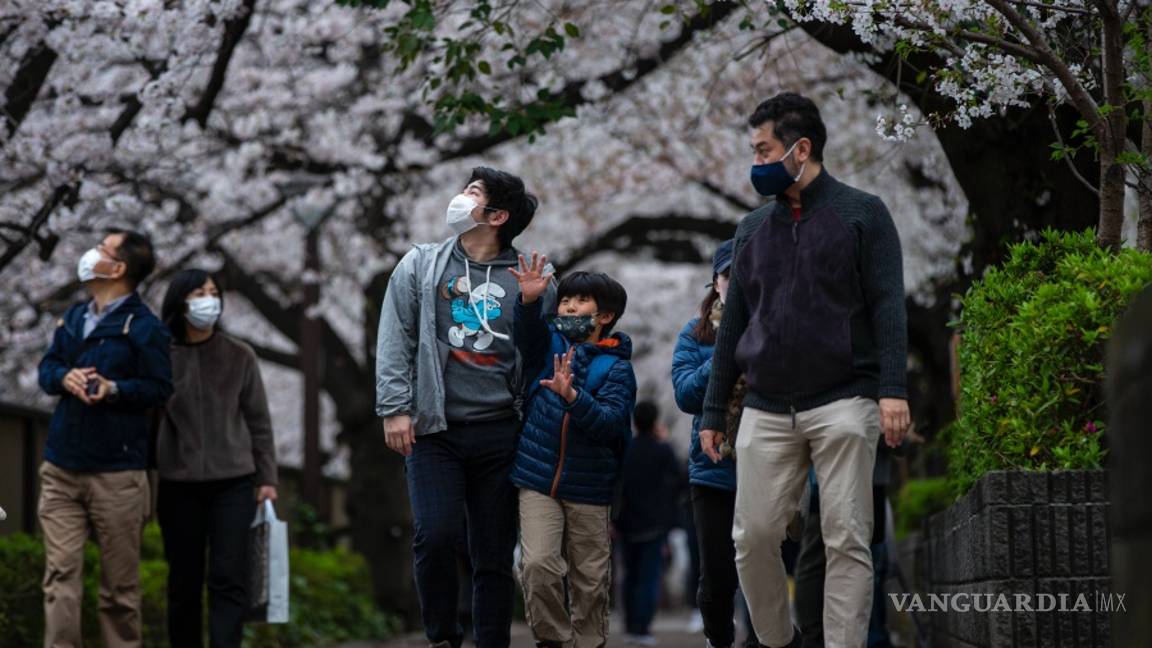 $!Rápida floración de los cerezos bate récords en Japón, creen que es por el cambio climático