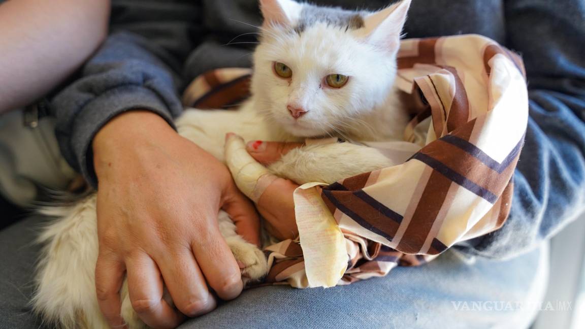 $!Las brigadas para animales se efectuaron en colonias, plazas y comunidades rurales.