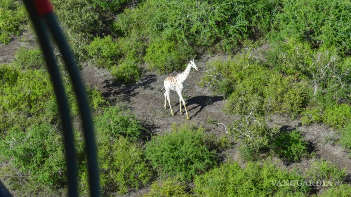 $!Última jirafa blanca del mundo estará controlada por GPS en Kenia