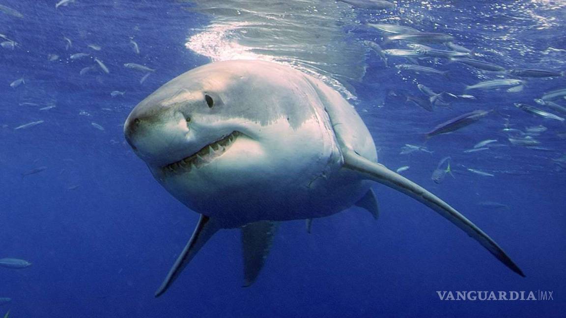 ¡Qué susto!, tiburón blanco salta y se comió el pez que una familia había pescado