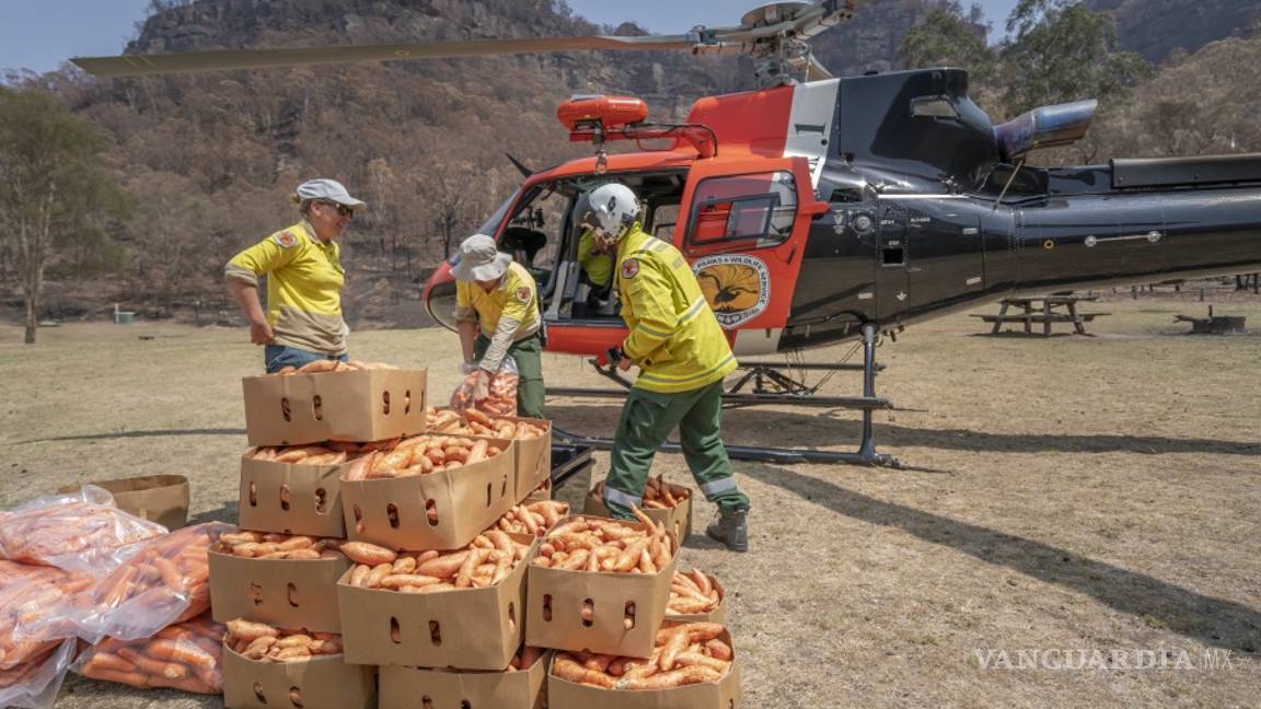 $!Australia intenta salvara a los animales afectados por incendios, lanza desde helicópteros comida