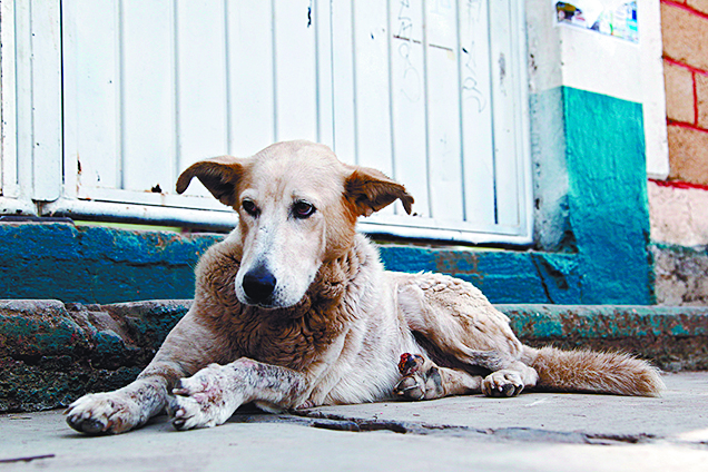 $!Inundan perros calles de Saltillo