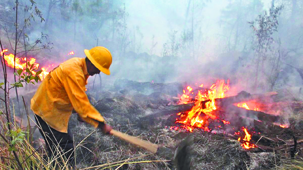 Aumentan incendios forestales debido al cambio climático, hasta un 50% más que el año pasado