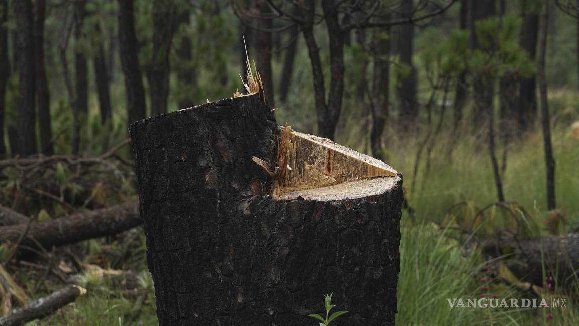$!En la imagen, un tocón de un árbol talado ilegalmente en un área recientemente deforestada en el pueblo de San Miguel Topilejo, al sur de la Ciudad de México.