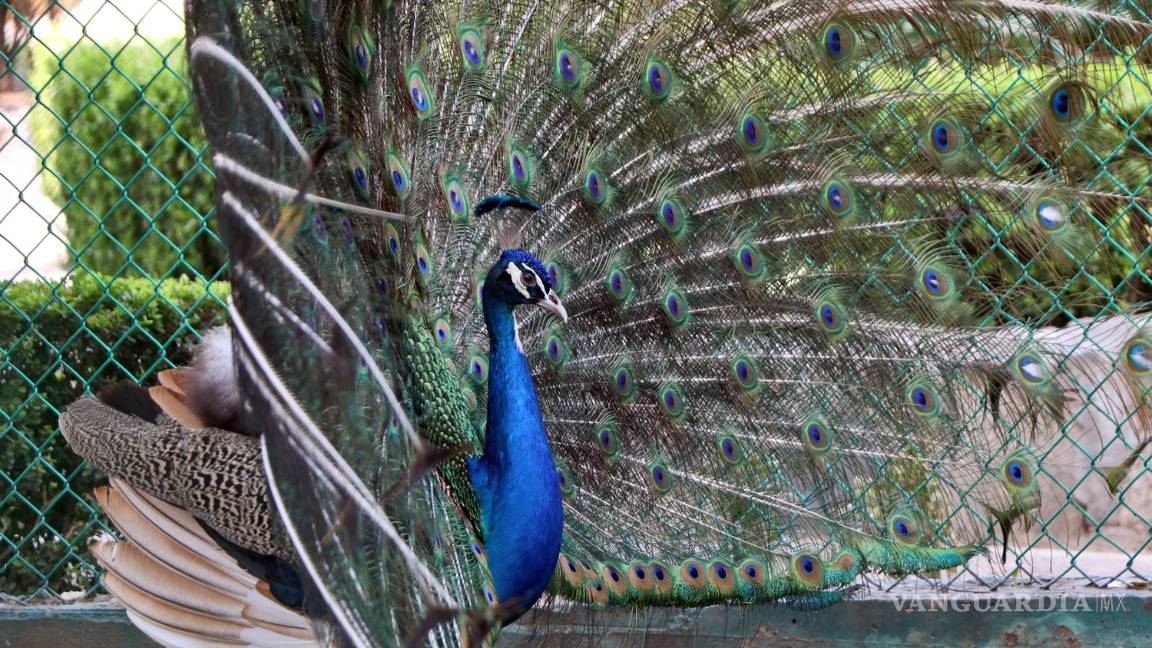 $!En segundo día de vacaciones, museos de Saltillo acaparan el turismo