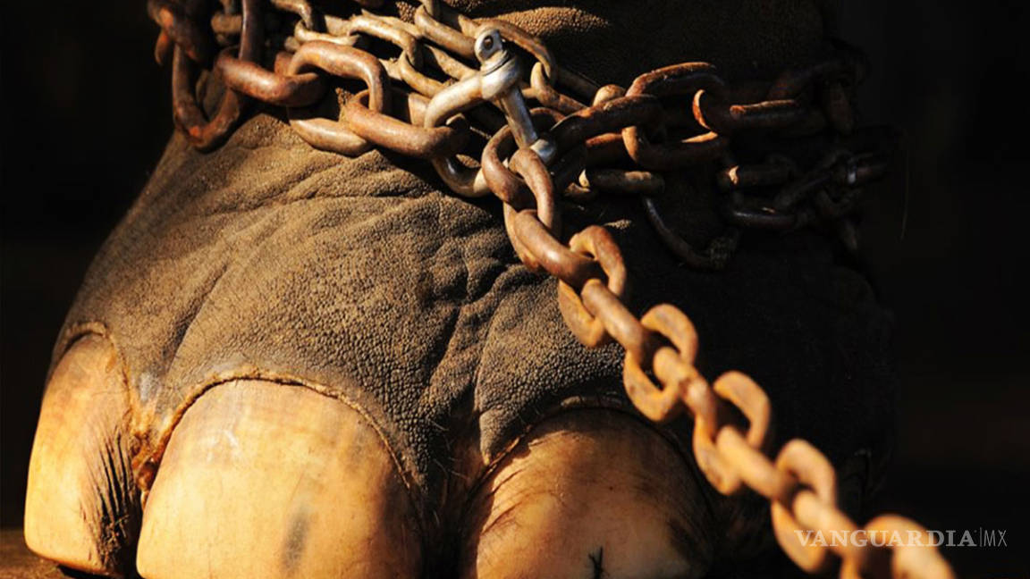 Congreso de Nuevo León prohíbe uso de animales en circos