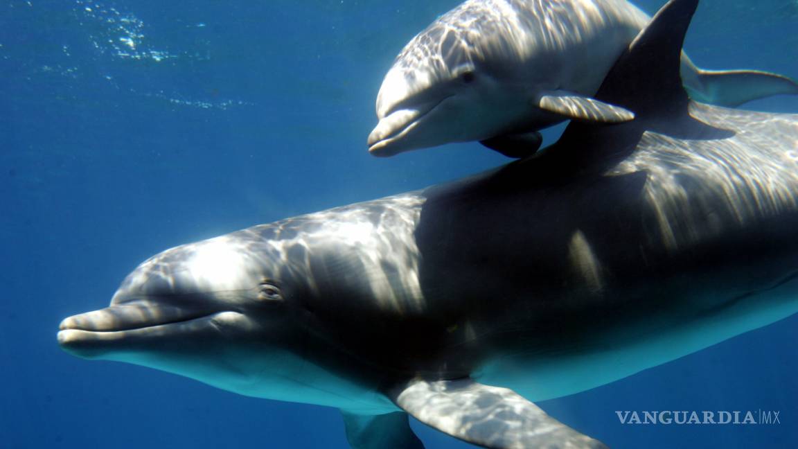 Derrame de BP perjudicó reproducción de delfines