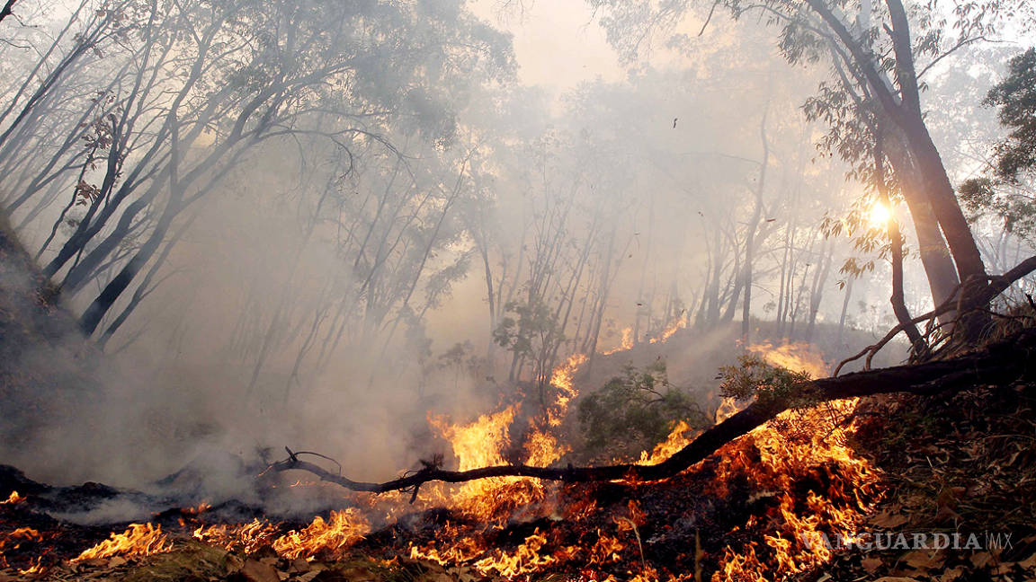 Aumentan los incendios forestales este año